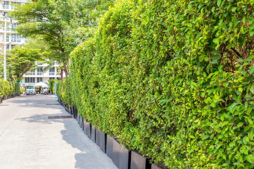 The Capital Resort @ Sukhumvit 50 Bangkok Eksteriør billede A hedge